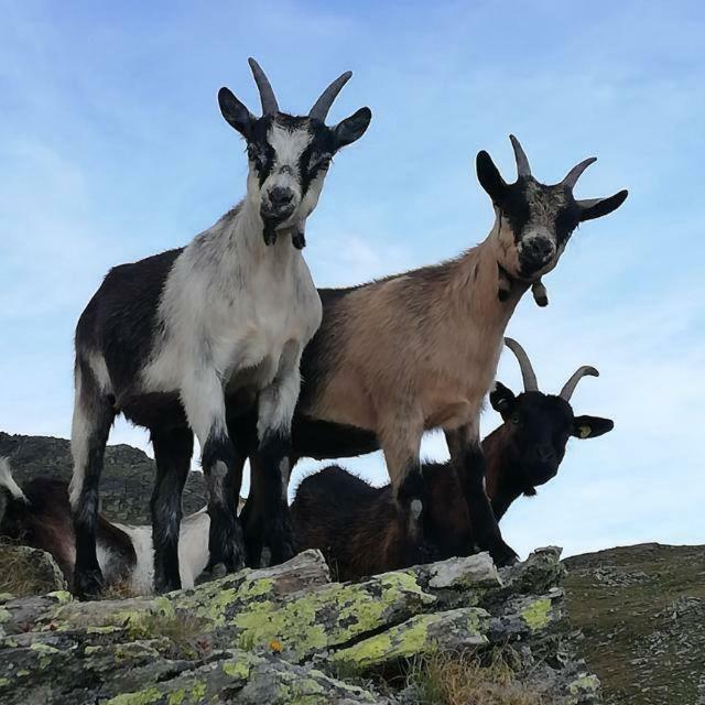 Chalet Niederhaushof Ulten Eksteriør bilde